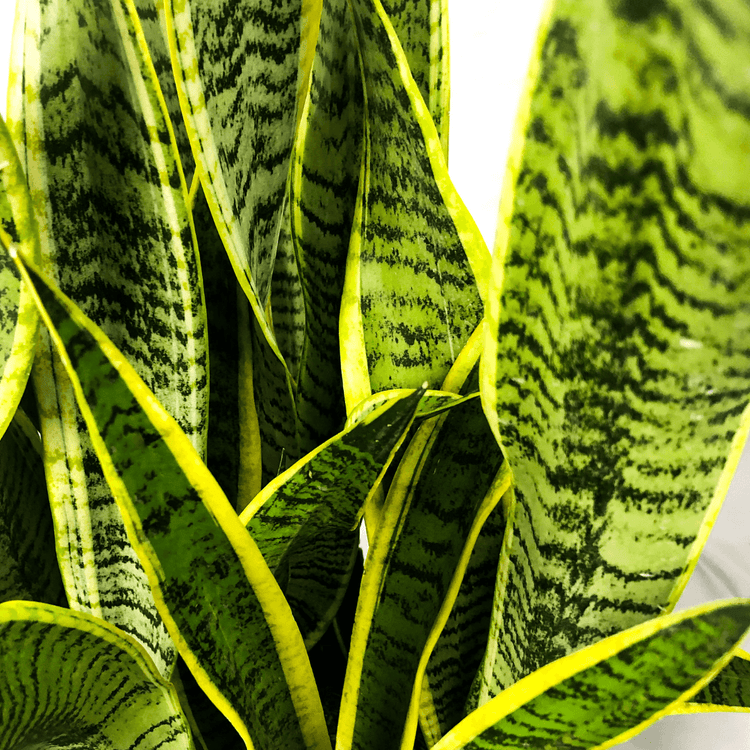 A StepbyStep Guide to Propagating Snake Plants Water vs. Soil Method