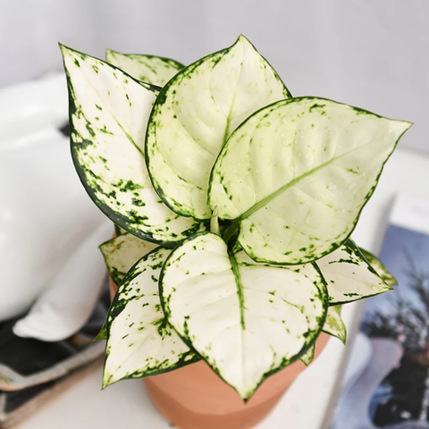 Aglaonema 'Beauty White' Care Guide