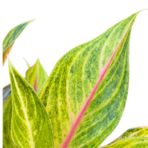 Aglaonema Hybrid 'Golden Fluorite': A Stunning Indoor Plant for Beginners