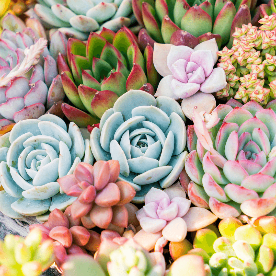 Beginner's Guide To Keeping Your Succulents Alive
