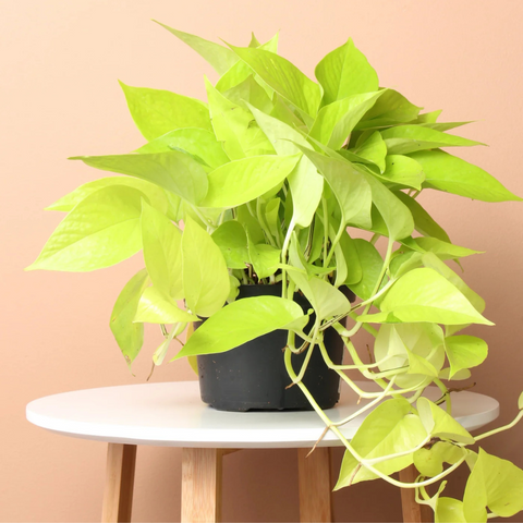 Best Plants for Teachers – Back to School Gift Guide