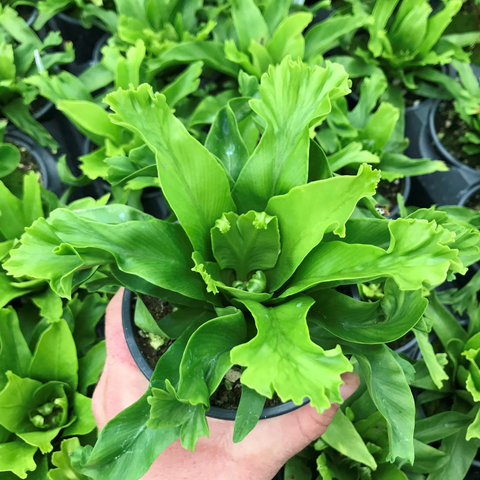 Bird’s Nest Fern ‘Chrissie’ Care Guide: How to Keep This Unique Houseplant Thriving