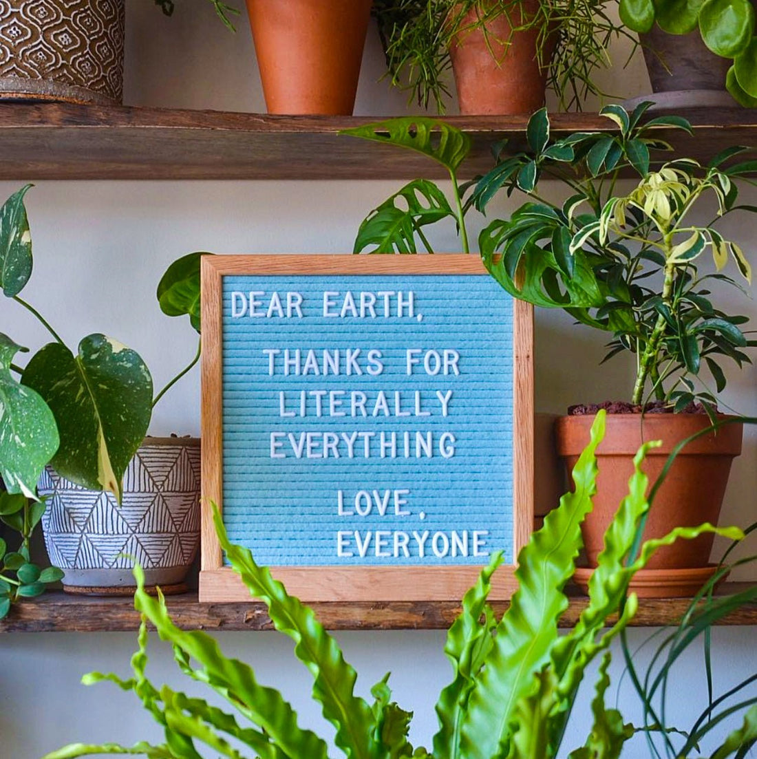 Air Purifying Plants For Earth Day