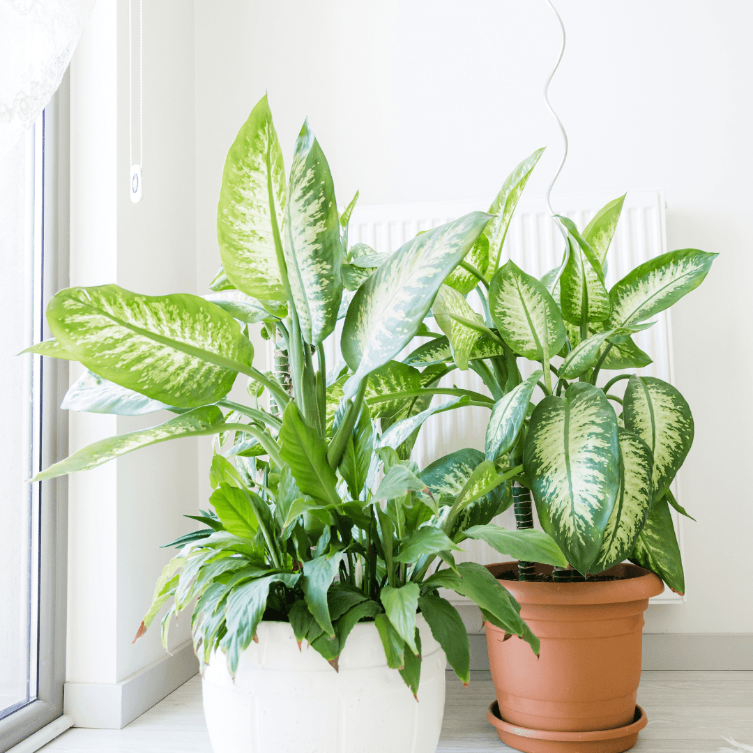 Breathe Easy: The Air-Purifying Power of Houseplants