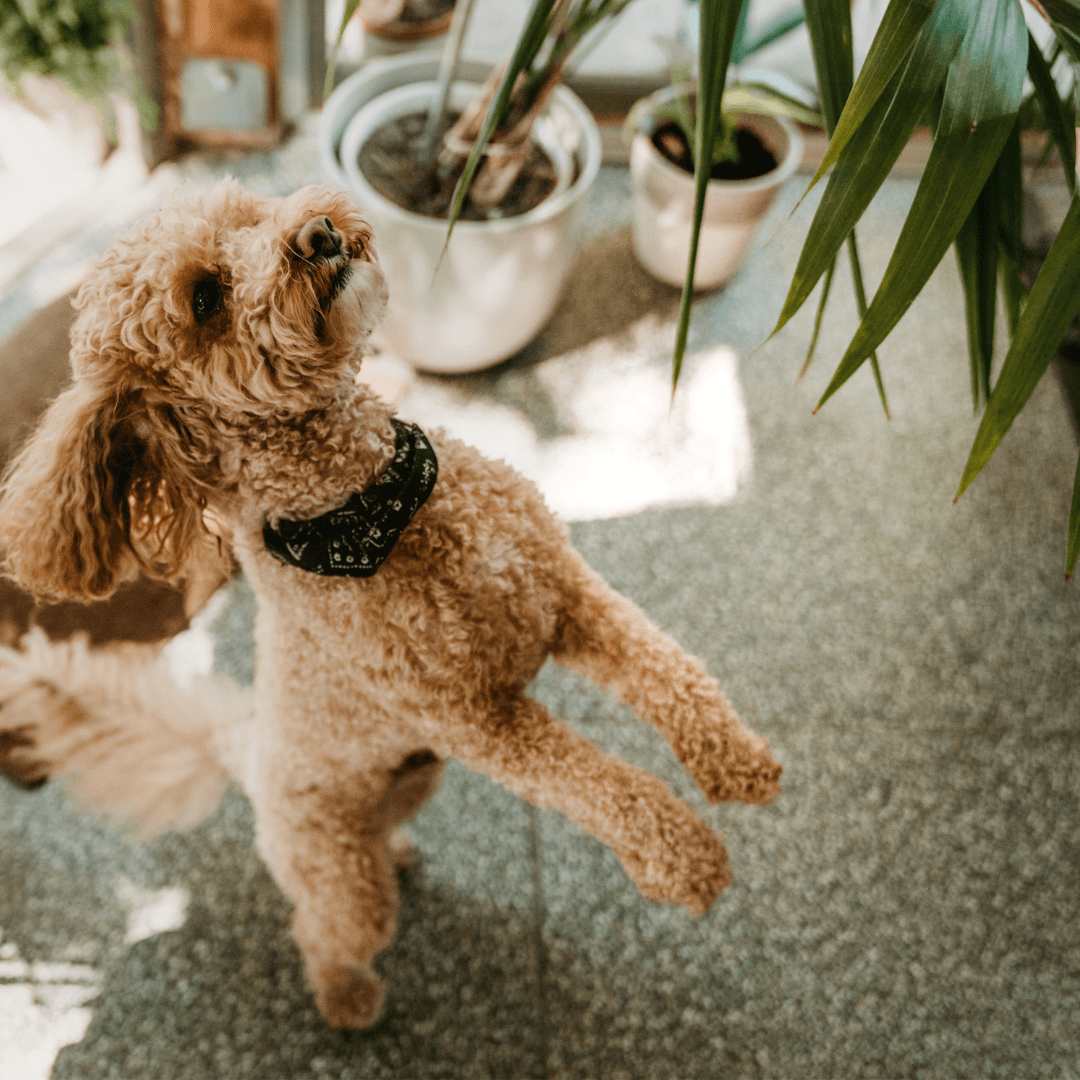 Brighten Up Your Space With These Pet-Friendly Plants!