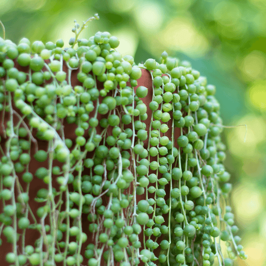 Caring For Your String Of Pearls Plant: The Ultimate Guide