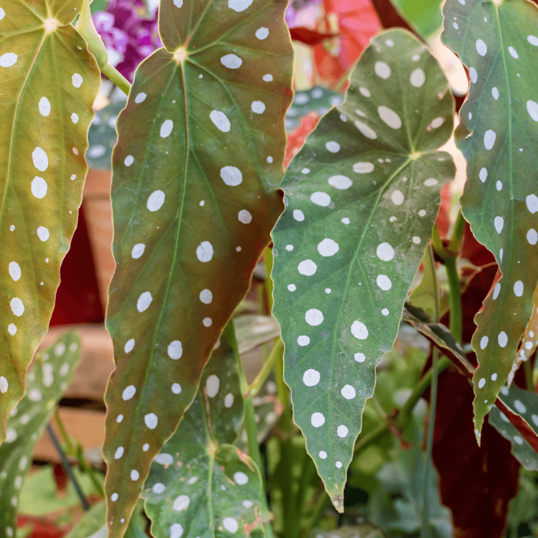 Caring for Polka Dot Begonias: A Comprehensive Guide to Nurturing Nature's Artistry