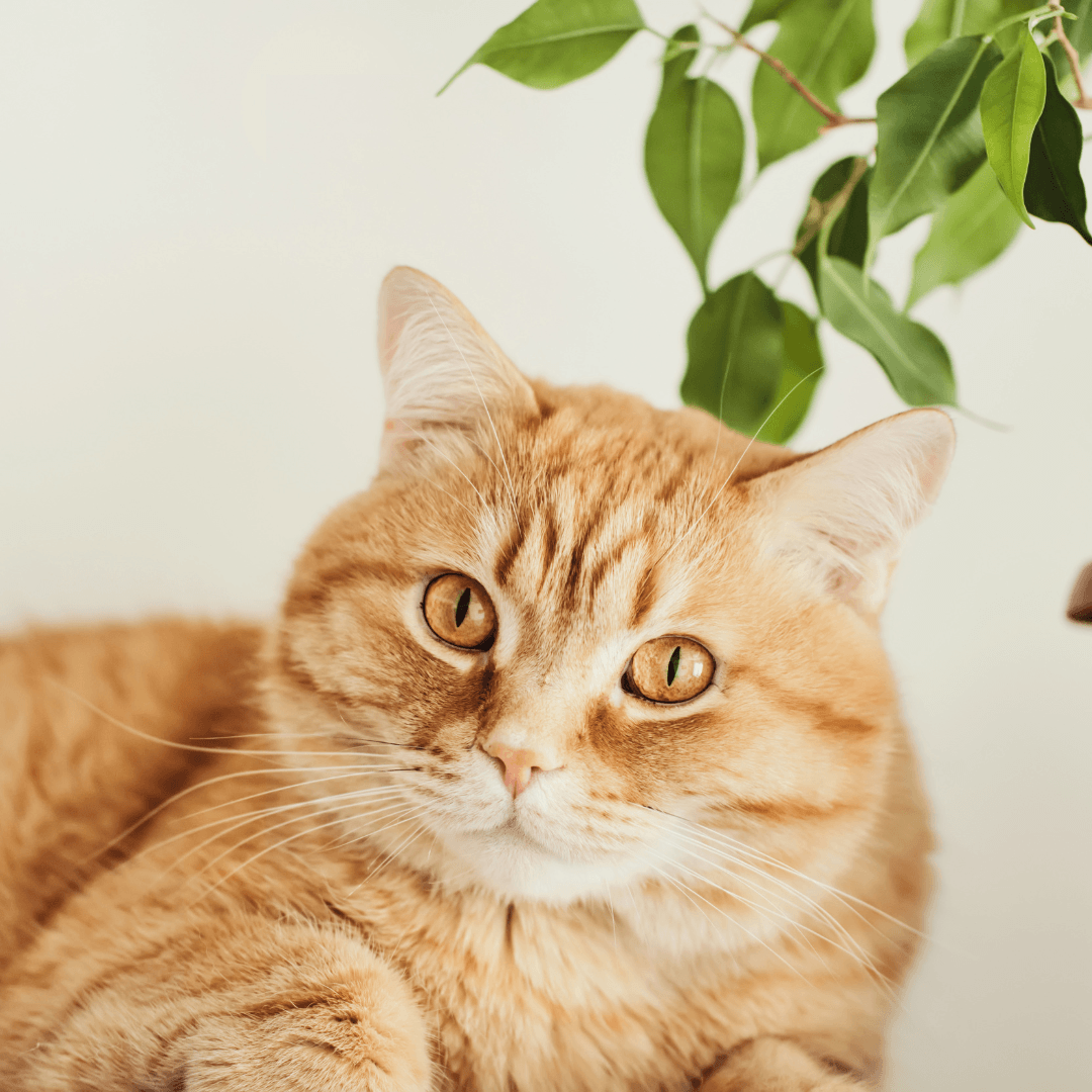 Cat-Friendly Houseplants: Greenery that Keeps Your Feline Friends Safe!