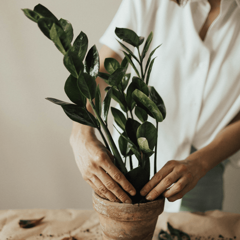 Celebrate National Houseplant Day