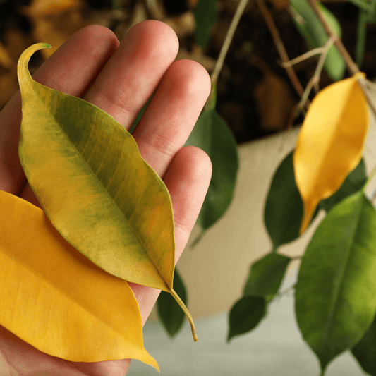 Decoding the Mystery: Why Do Houseplant Leaves Turn Yellow?