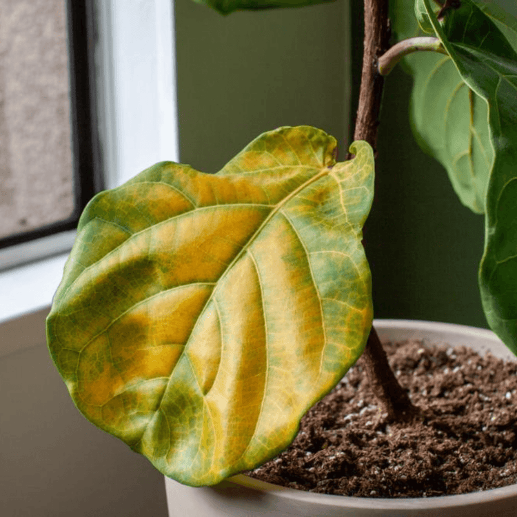Demystifying the Mystery Why Do Houseplant Leaves Turn Yellow? The Botanical Bar