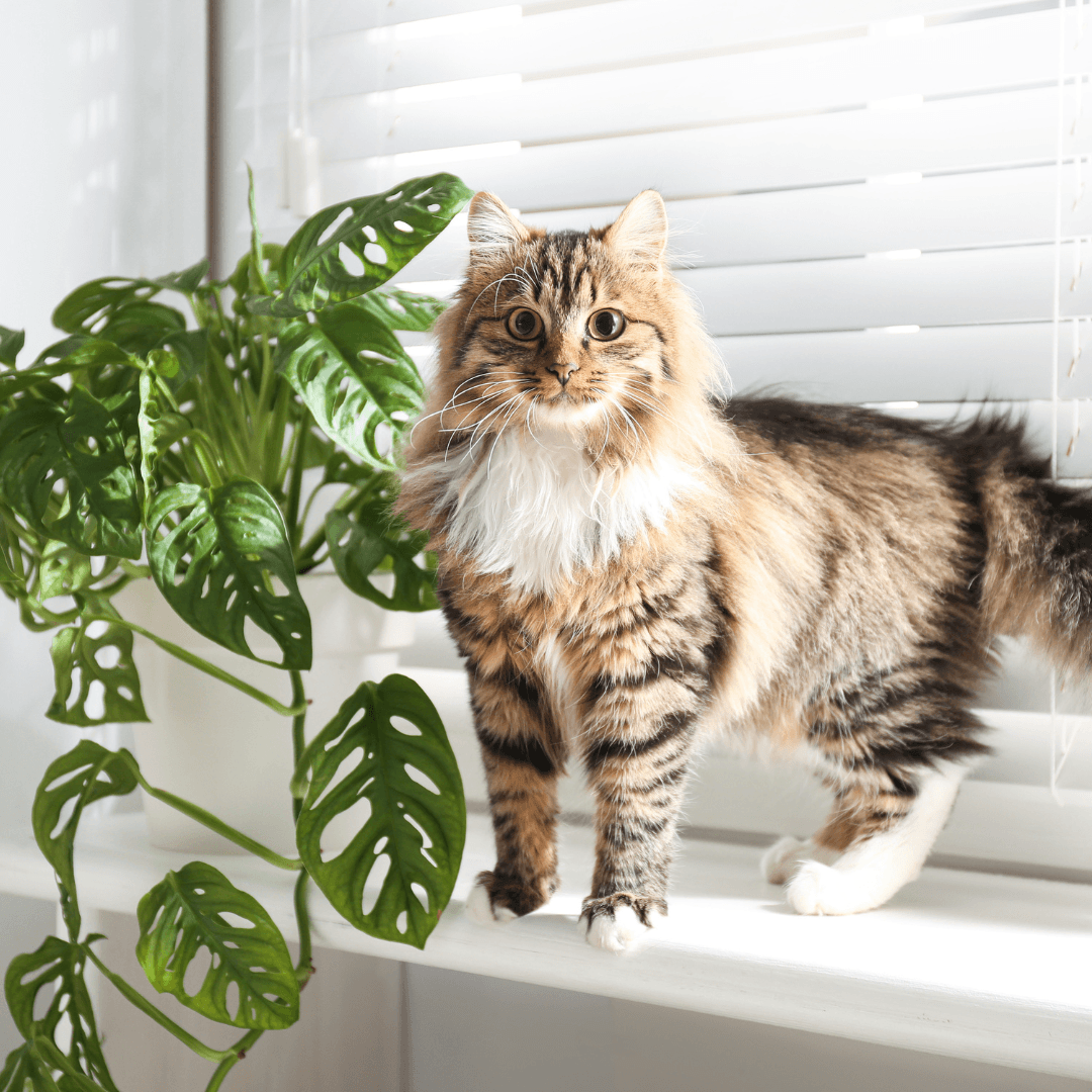 Cat-Friendly Houseplants: Enhancing Your Home with Safety in Mind