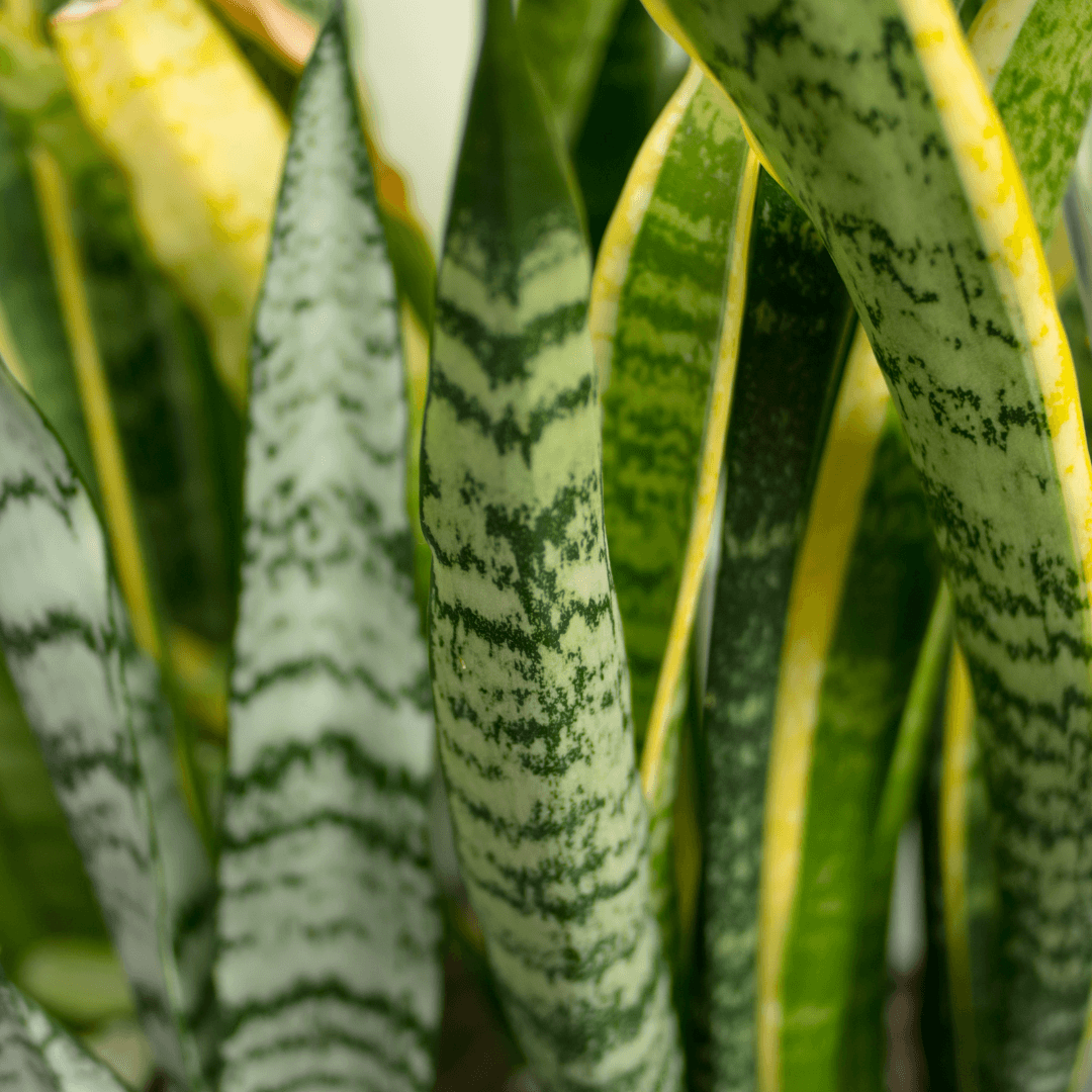 Discover the African Roots of Popular Houseplants