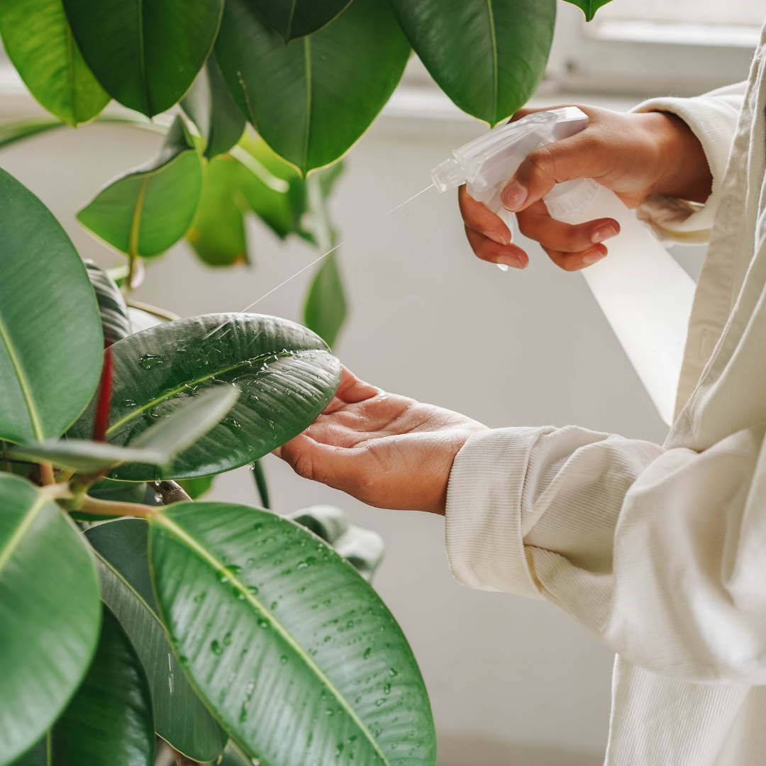 Embrace Green Living: Top 5 Benefits of Houseplants | The Botanical Bar