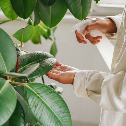 Embrace Green Living: Top 5 Benefits of Houseplants