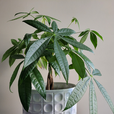 Embracing Prosperity: 8 Lunar New Year Plants to Bring You Luck