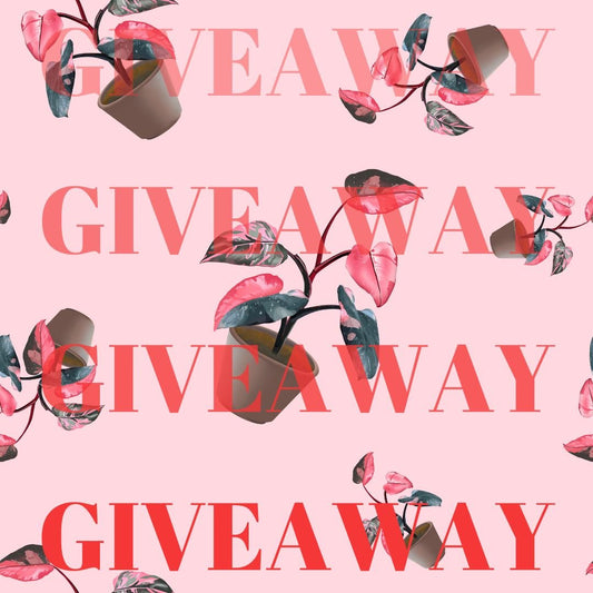 Enter to Win a Philodendron Pink Princess