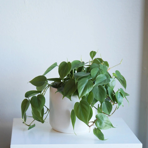 Heartleaf Philodendron Care Guide