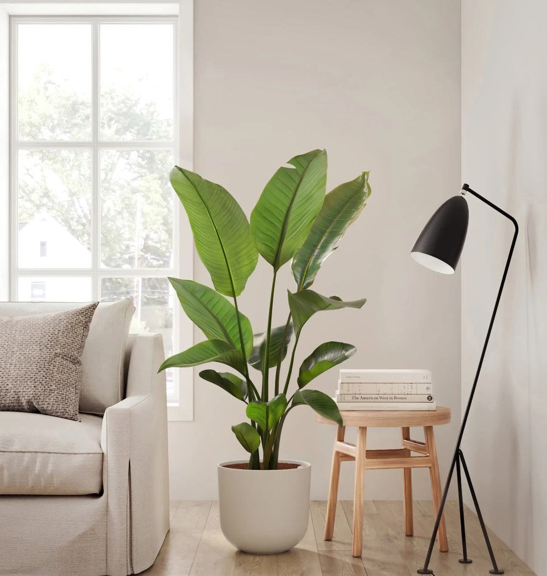 Houseplant Care: Caring For A Bird Of Paradise