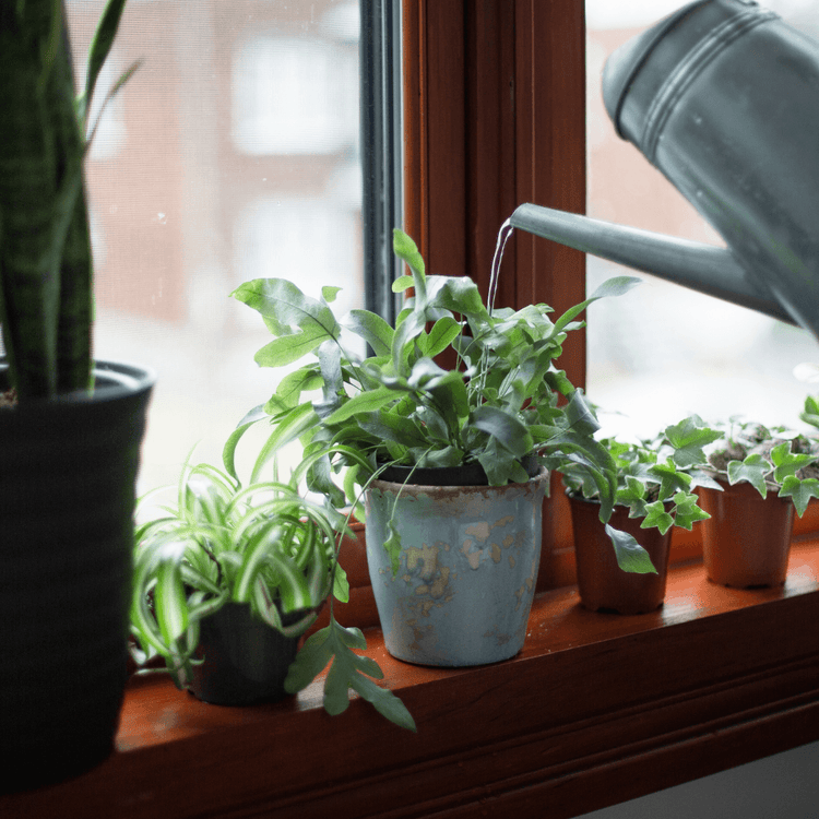 Houseplant Care Reasons Why Your Houseplant Leaves Turn Yellow Or