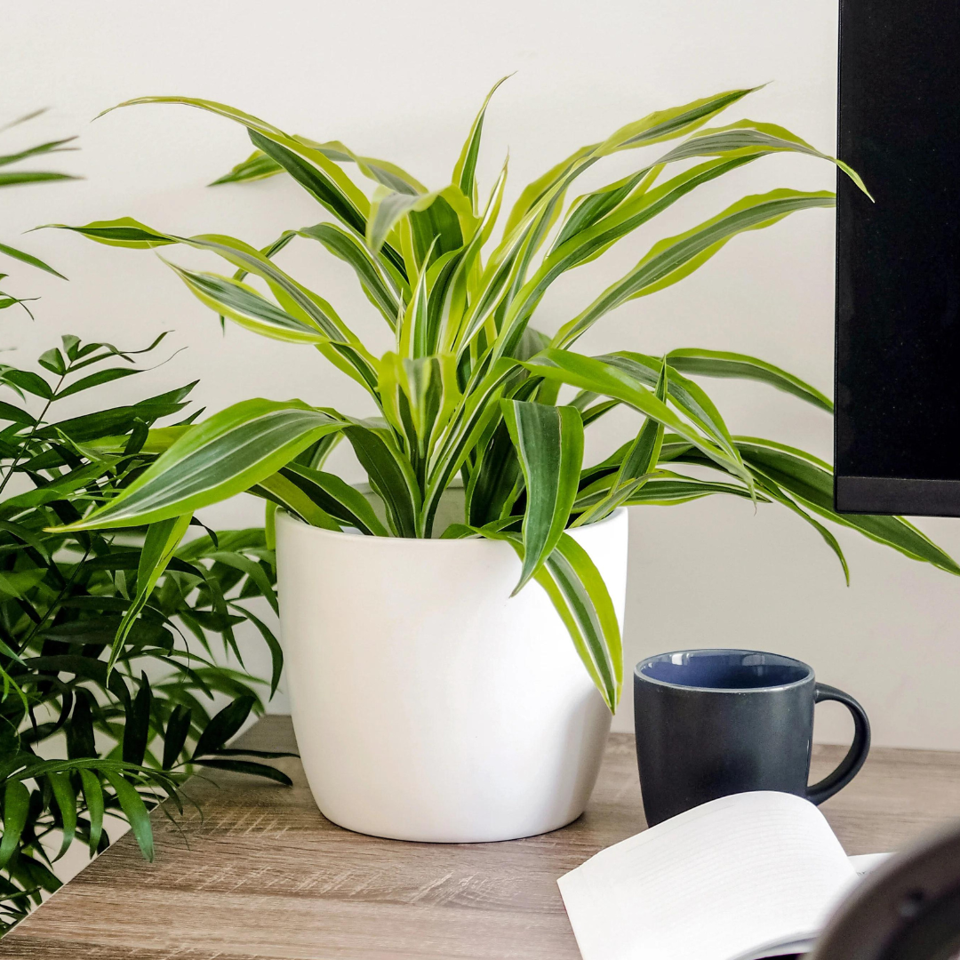 Houseplants Thrive Outside Too: How and When to Transition Your Indoor Plants Outdoors