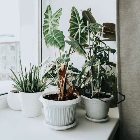 How Houseplants Help You Thrive in the Winter (and Which Ones to Choose)