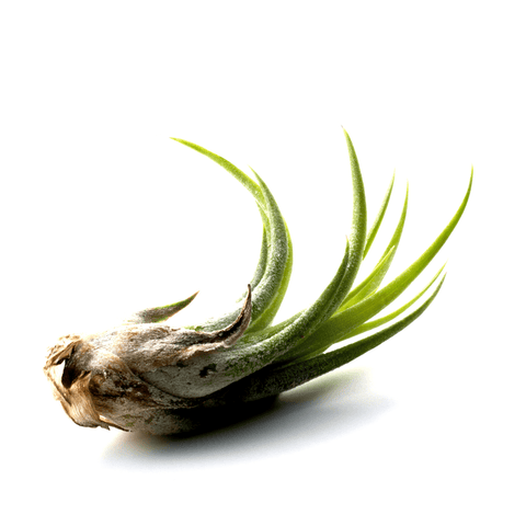 How to Care for Air Plants