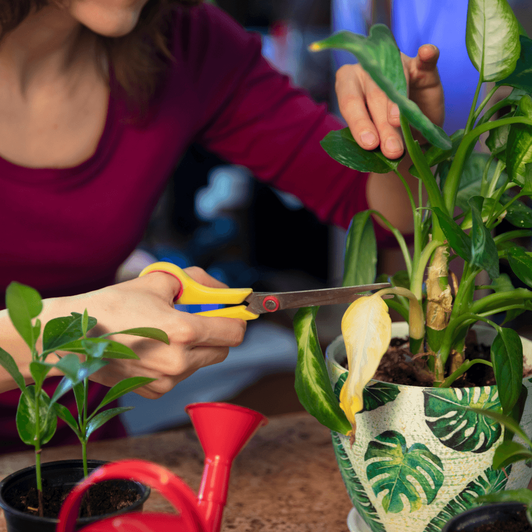 How to Care for Houseplants in the Winter