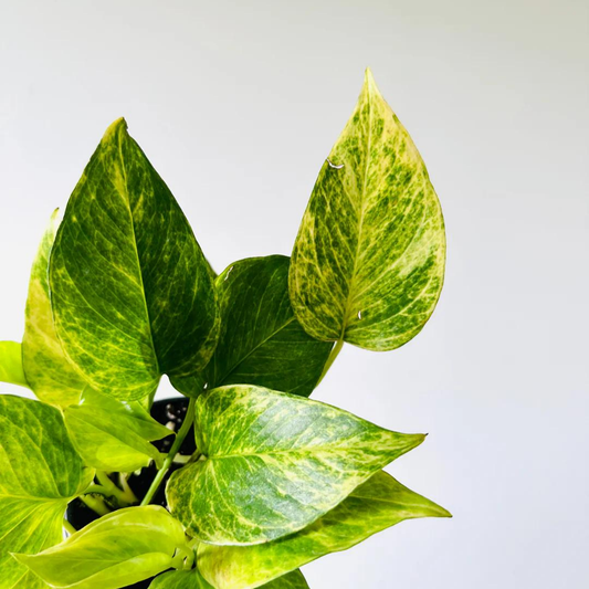 How to Care for Pothos Neon Queen: A New Cultivar