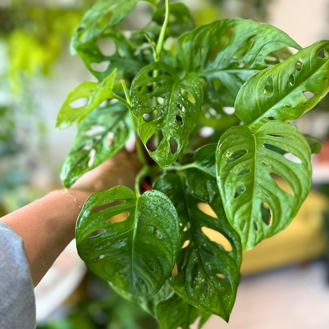 How to Care for Your Houseplants During Extreme Heat