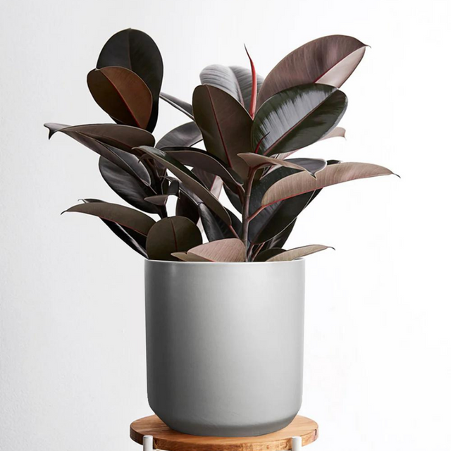 How to Care for Your Rubber Tree – The Botanical Bar