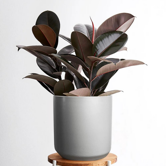 How to Care for Your Rubber Tree
