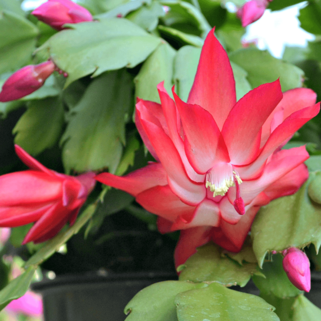 How to Care for a Christmas Cactus The Botanical Bar