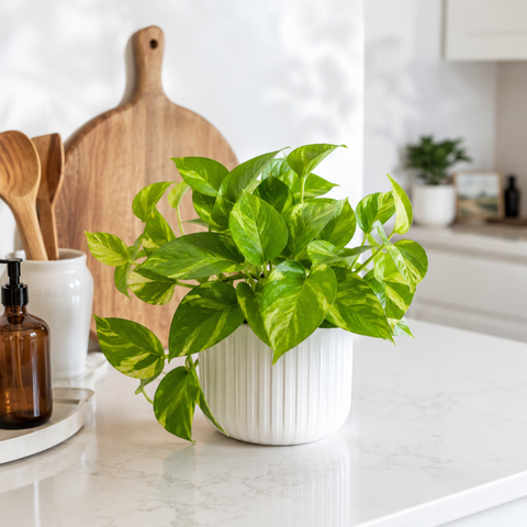 How to Care for a Global Green Pothos