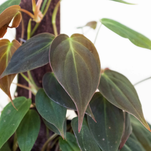 How to Care for a Philodendron Brandi