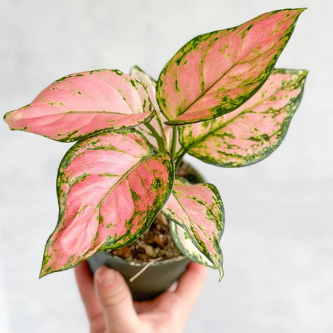 How to Care for the Aglaonema Dazzling Gem