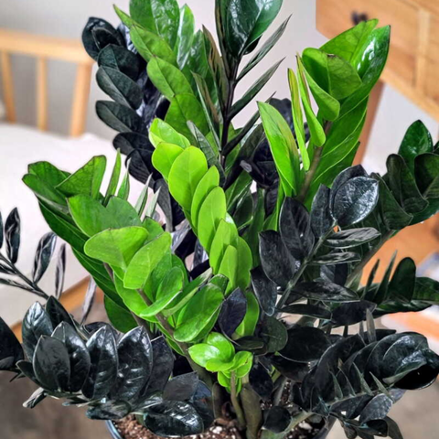 How to Care for the Black Raven ZZ Plant: The Ultimate Low-Maintenance Houseplant Guide