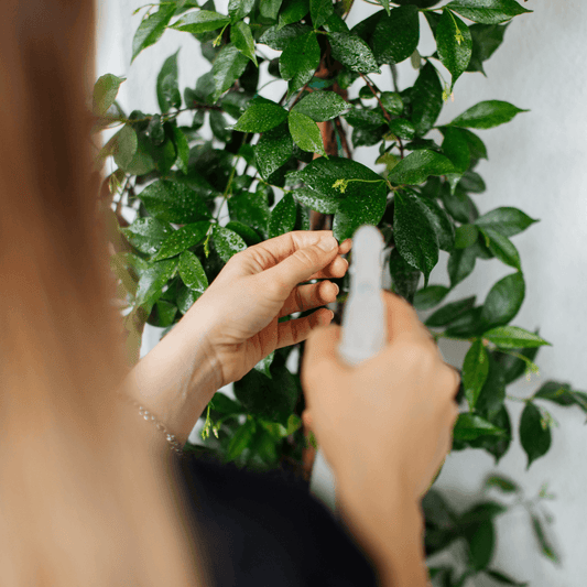 How to Get Rid of Gnats in Houseplants