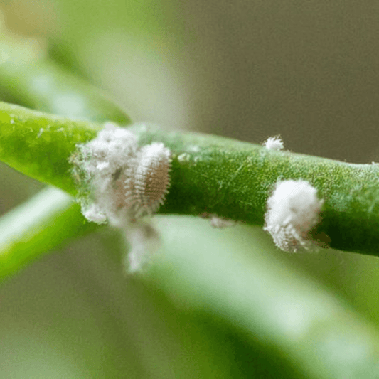 HOW TO GET RID OF MEALYBUGS ON YOUR HOUSEPLANTS, FOR GOOD!