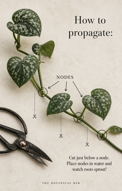 How to Propagate Satin Pothos in Water: A Simple Step-by-Step Guide