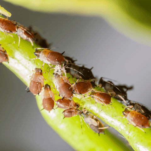 How to Protect Your Houseplants from Pests