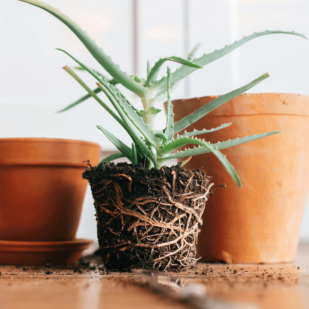 Transplanting Potted Flower Steps. Vector Instruction. How To Repot A ... How to repot a plant