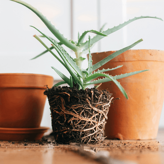 How to Repot Your Houseplant - A Step-by-Step Guide
