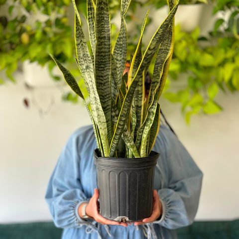 How to Transition Your Houseplants from Summer to Fall: Expert Tips for Healthy Plants