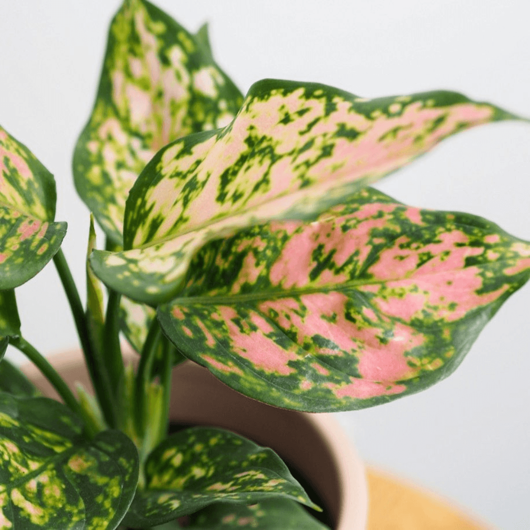 How to care for a Chinese Evergreen Lady Valentine