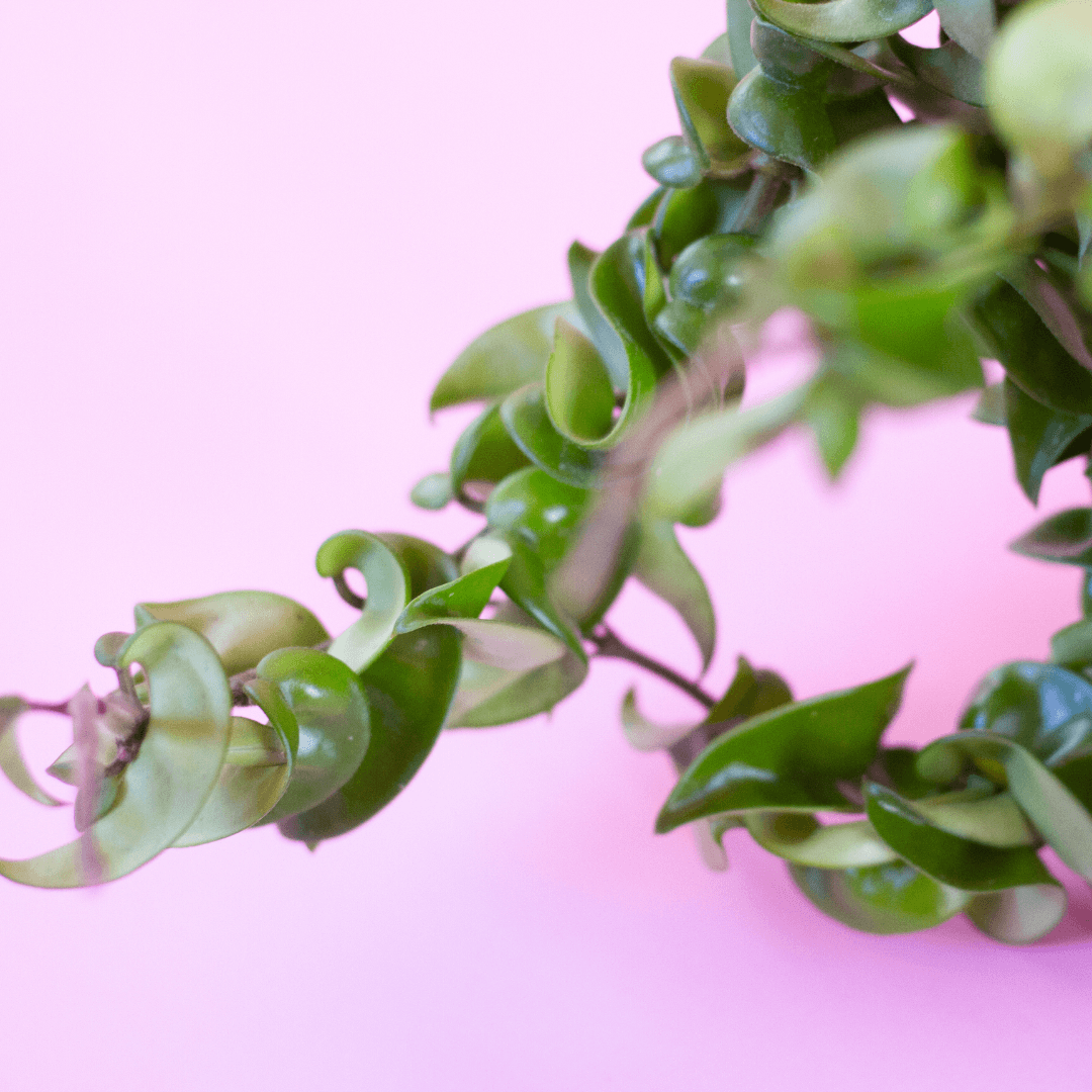 How to care for a Hoya Hindu Rope