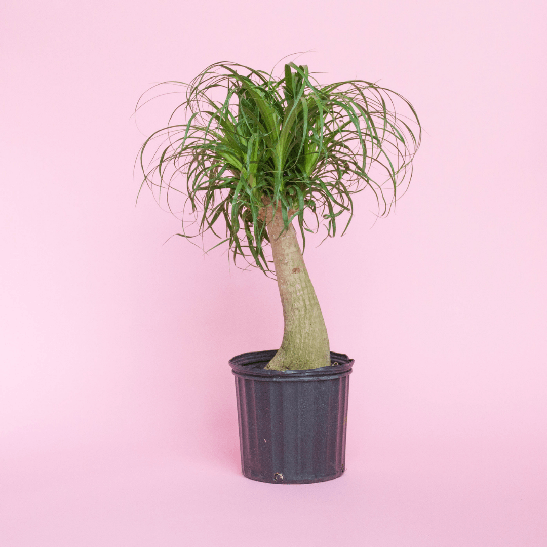 How to care for a Ponytail Palm The Botanical Bar