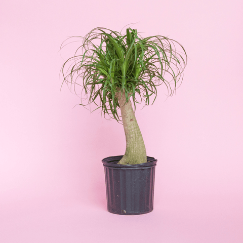 How to care for a Ponytail Palm