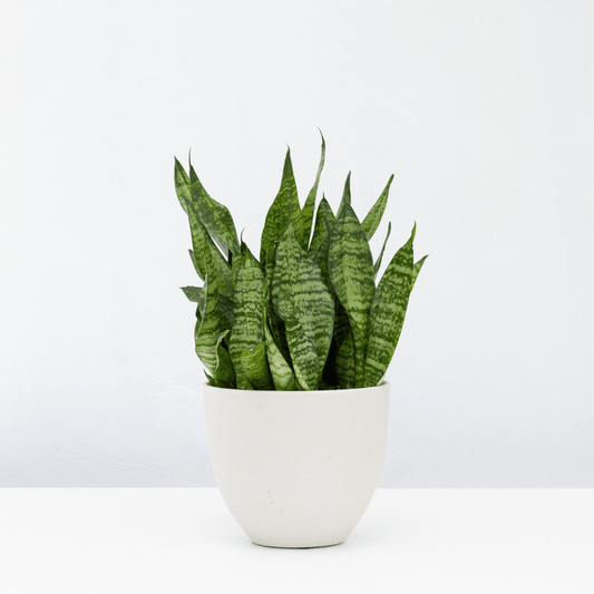 How to care for a Snake plant