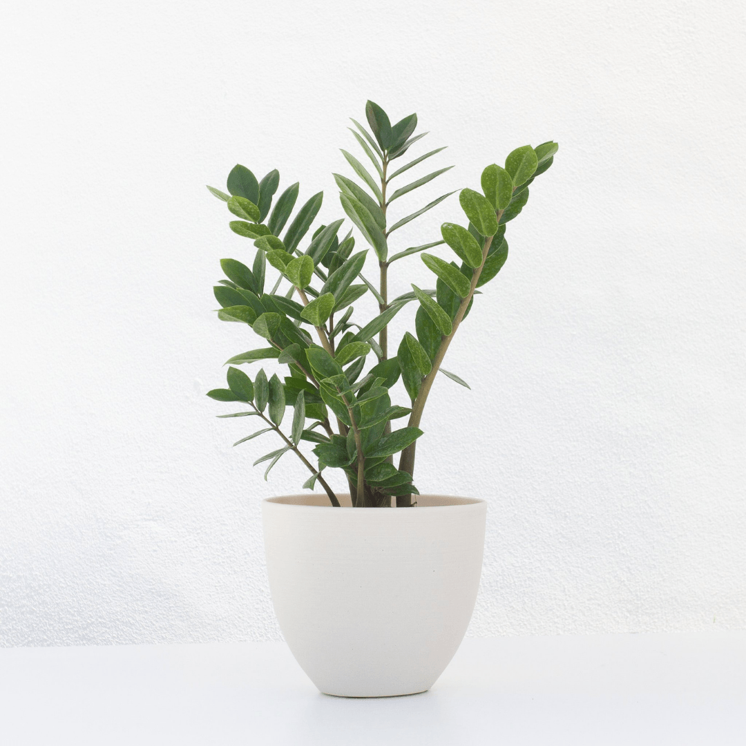 How to care for a ZZ plant | The Botanical Bar